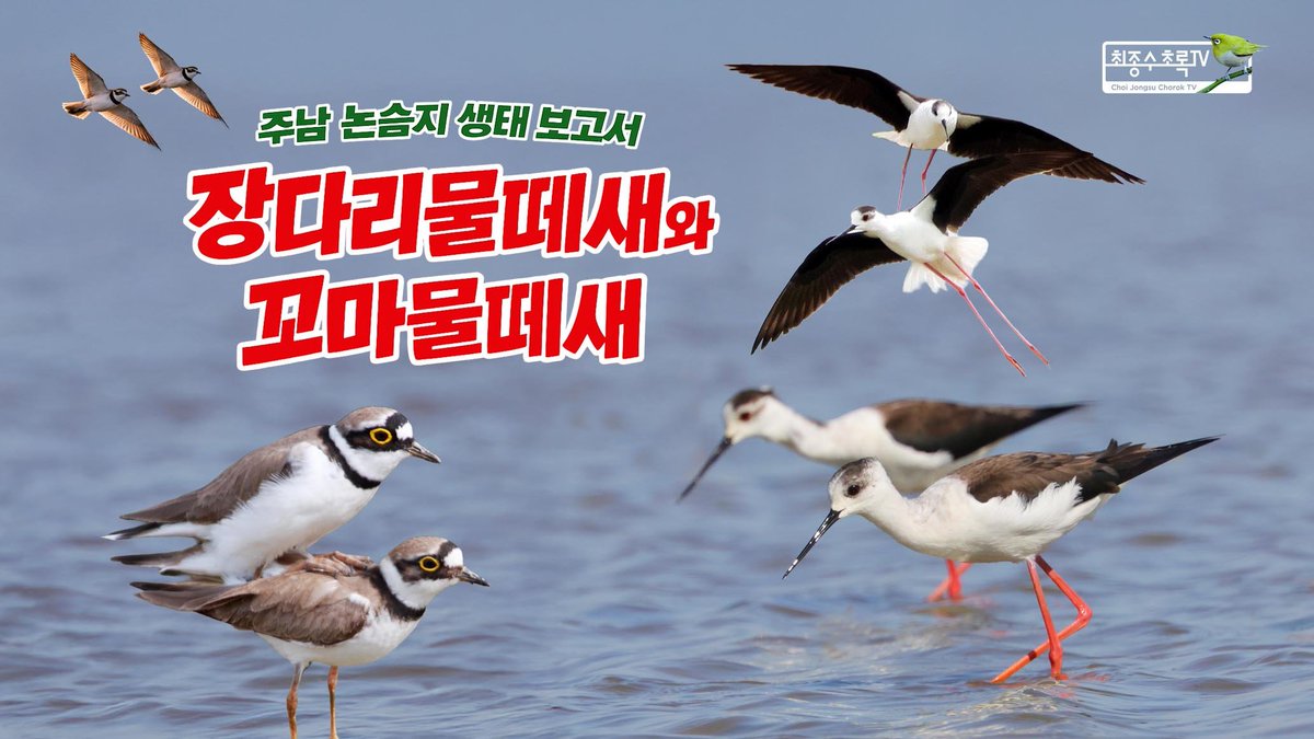 최종수 초록TV tweet media