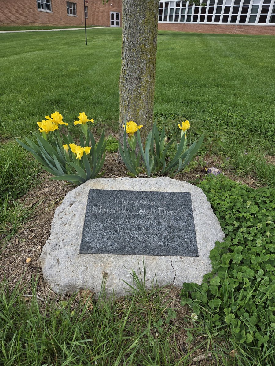 KimIngram22's tweet image. It's so cool to see growth in our #gardens @lshspioneers 
My #students planted dwarf iris from my yard at a #memorial tree last year. #community #lovewhereyoulive