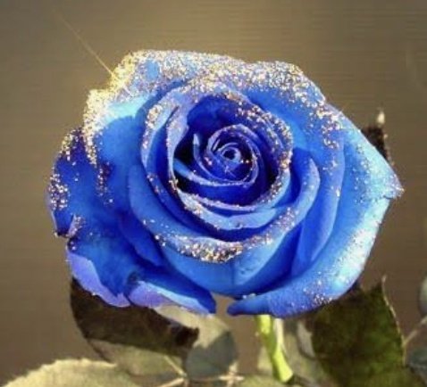 ラングレイ🦭🐡 tweet media