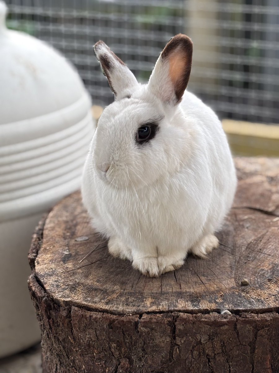 Carrot Cottage Rabbit Rescue tweet media