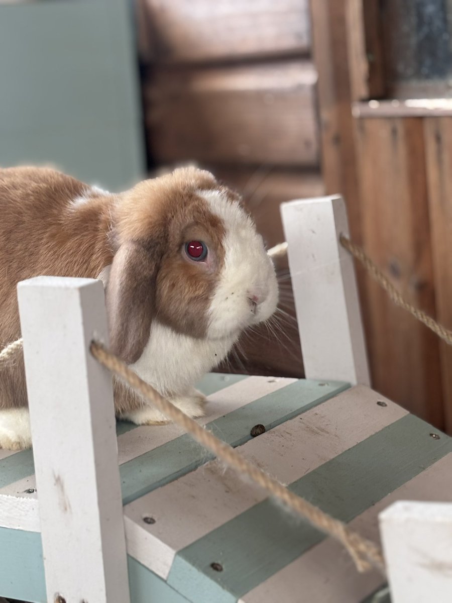 Carrot Cottage Rabbit Rescue tweet media