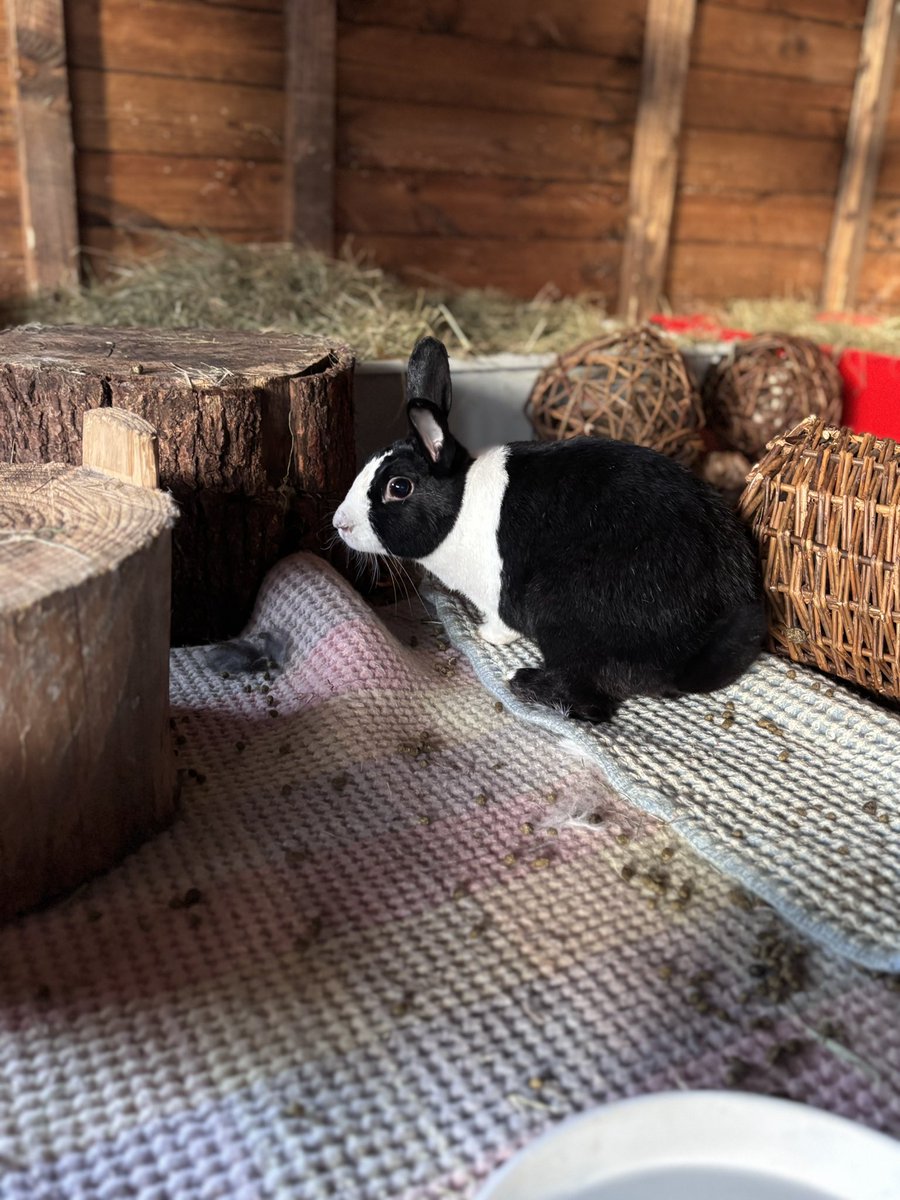 Carrot Cottage Rabbit Rescue tweet media