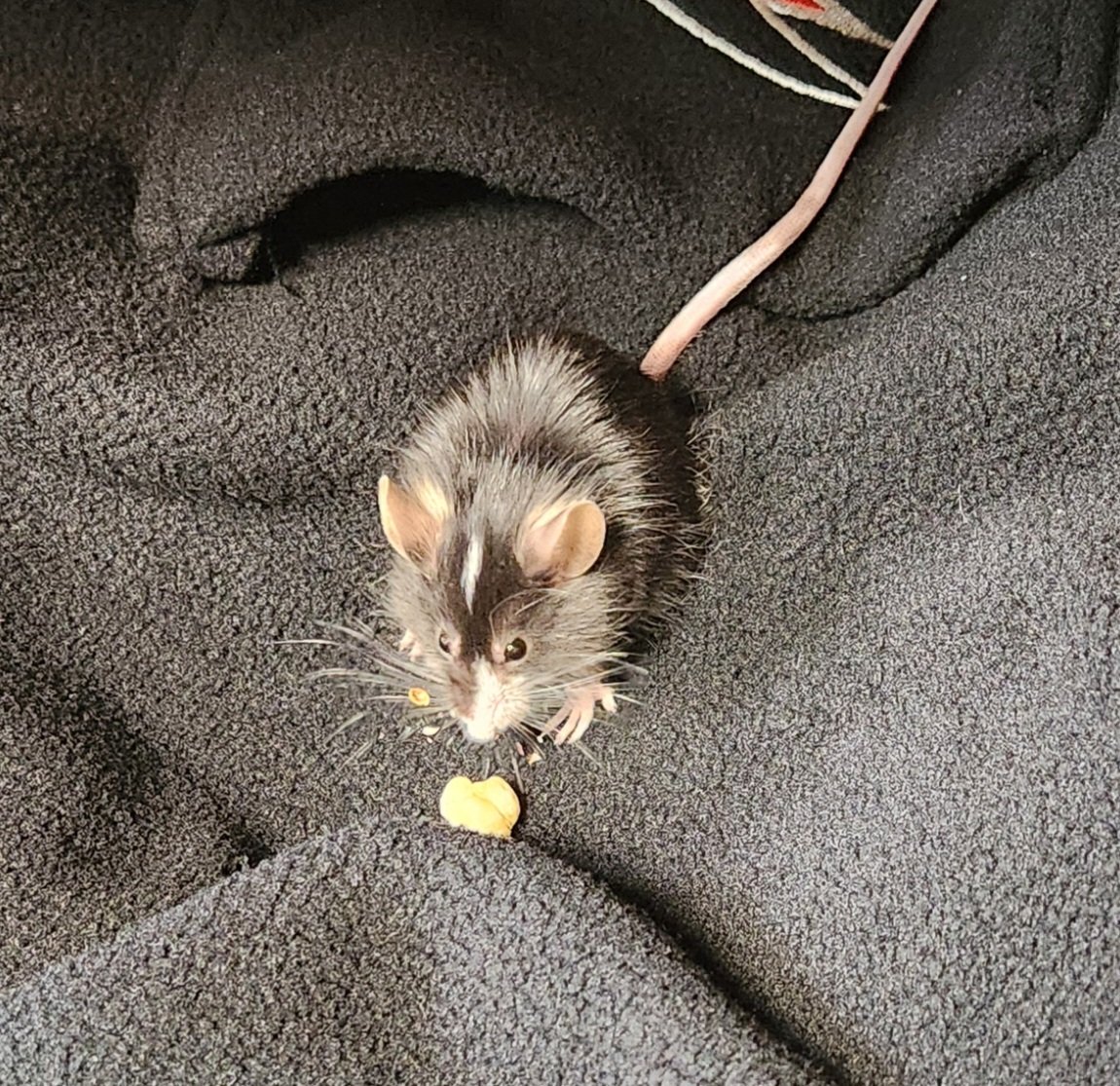 Kantele445 tweet media