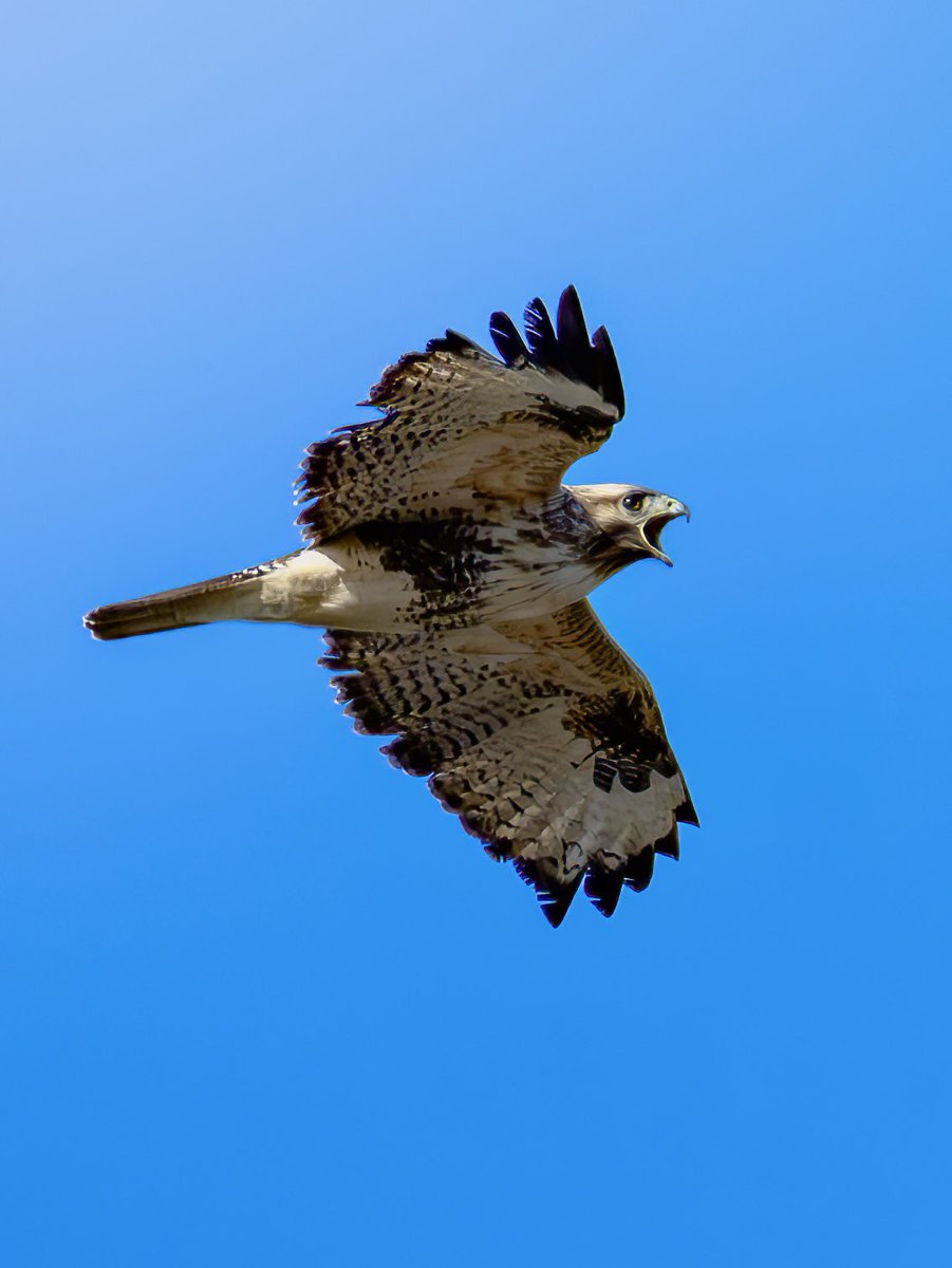 raptor_m2's tweet photo. #ノスリ #猛禽類 #野鳥 #bird https://t.co/uHi3s9TLaK