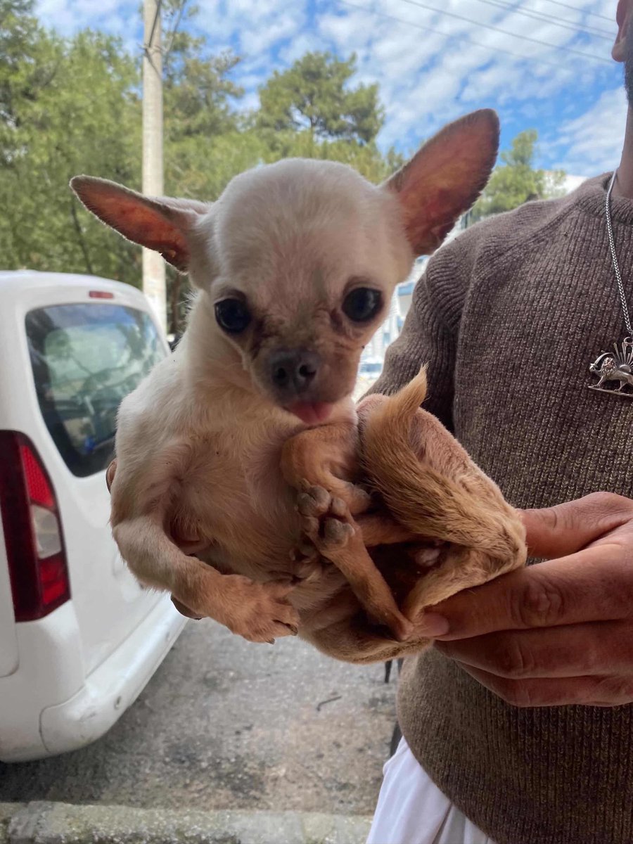 Merhaba. Benim yaşadığım yerde birisi kedi köpek alıp sinirlenince sokağa salıyor hayvancağızları aniden. Bir chihuahua var şu an biri evine aldı ama evinde 2 köpek 2 kedisi olduğu için bakamıyor. #izmir 

#SokakHayvanlarıSahipsizDeğil
