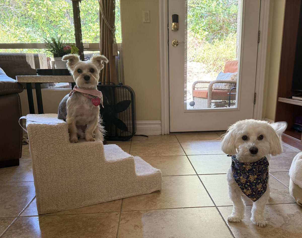 SirBailey2's tweet image. Me’s told Rosie🌹Those stairs. Thems go nowhere. But hers still hast to’s find out for herself 🫤🐶🐾 #dogsoftwitter #dogsofx #adogslife #doggo #pets 💚