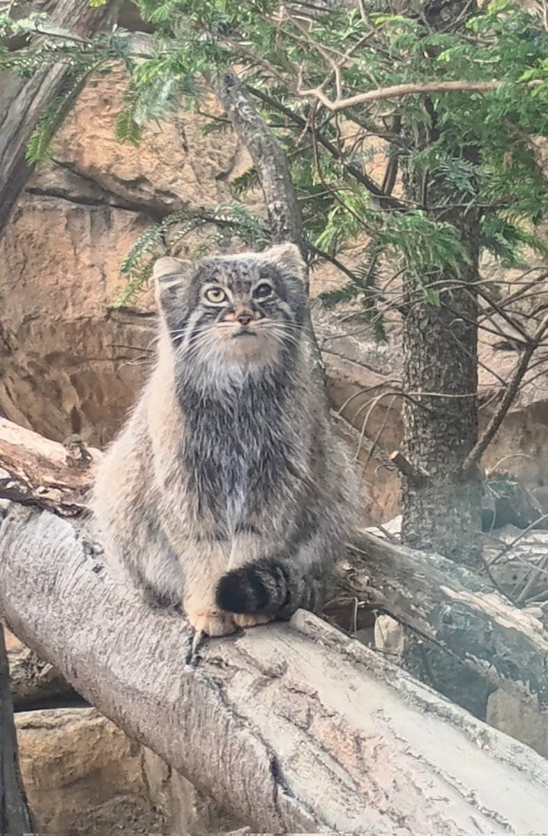 Kazumi Kaneko tweet media