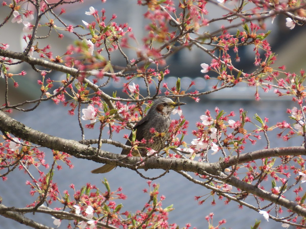 あっという間に散ってしまった桜だけどヒヨドリはまだ蜜吸いに来てた🌸

#ヒヨドリ
#コンデジ