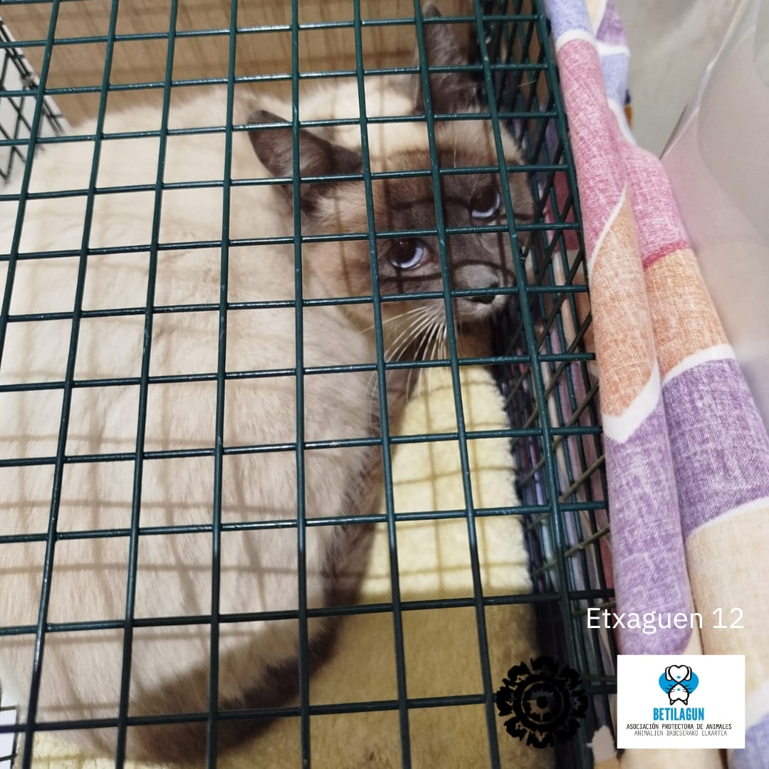 betilagun's tweet image. Con estos dos gatetes damos por controlada una colonia de Etxaguen, del municipio de Zigoitia, en la que, sin la ayuda de los vecinos, hubiera sido imposible esterilizar tan pronto. ¡Una pena no poderlos fichar para capturas de otros pueblos! ¡Gracias!

#gatoscallejeros #cer