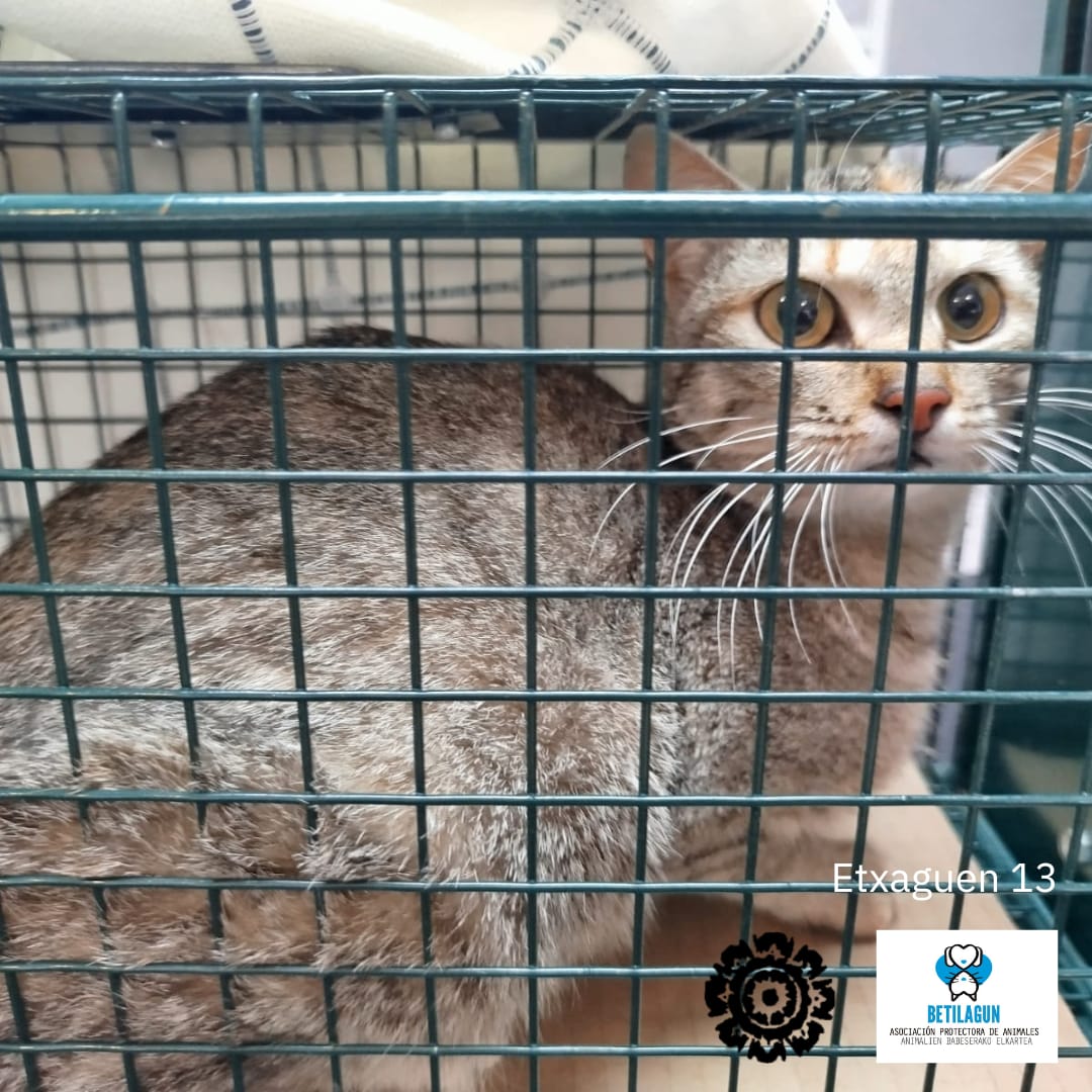 betilagun's tweet image. Con estos dos gatetes damos por controlada una colonia de Etxaguen, del municipio de Zigoitia, en la que, sin la ayuda de los vecinos, hubiera sido imposible esterilizar tan pronto. ¡Una pena no poderlos fichar para capturas de otros pueblos! ¡Gracias!

#gatoscallejeros #cer
