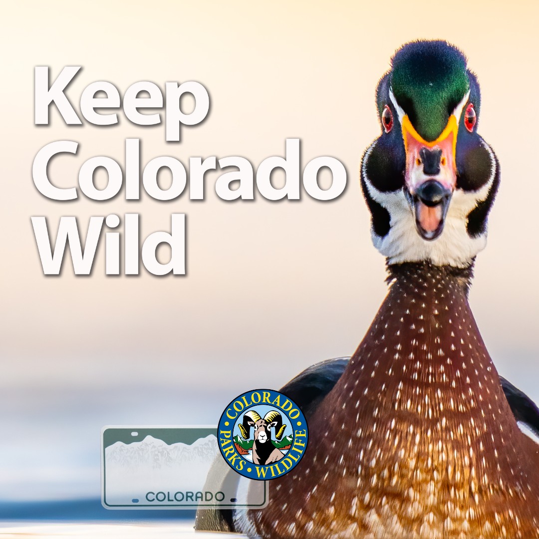 CO_DMV's tweet photo. Planning to get outdoors more in 2026? Add the Keep Colorado Wild pass to your vehicle's registration. The KCW pass supports Colorado State Parks and gives you vehicle, bike, and foot access! Learn more here: https://t.co/h3NjrHzoEv.

#dmv #Colorado #KeepColoradoWild #KCW https://t.co/pmJr0THuvy