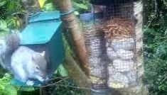 tourscotland's tweet image. Today's Tour #Scotland 4K #Spring Friday wildlife nature camera travel video Blog clip of the sight and sounds of a bushy tailed #Grey #Squirrel spotted opening feeder box and eating peanuts on morning visit and trip to my #Scottish garden tour-scotland-photographs.blogspot.com/2026/04/grey-s…