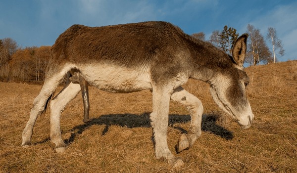 Dr. Malito 4 a 0 tweet media