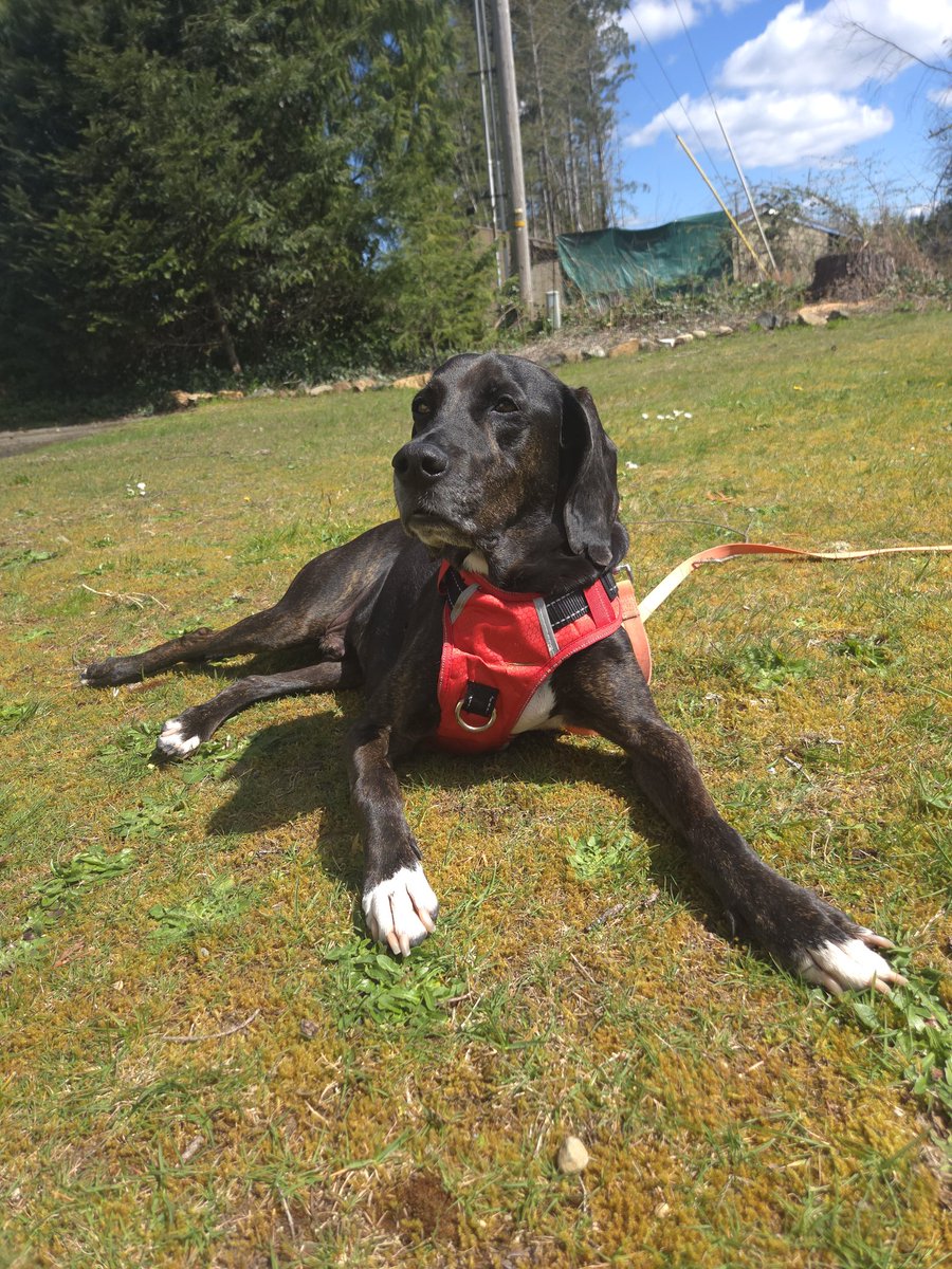 Justinpnn65's tweet image. My boy solar recharging before we head out to work!! 

#dogs #rescuedogs #AdoptDontShop #rescue #rescuedog #plotthound #treeingwalkercoonhound #coonhound #doggydaycare #boarding