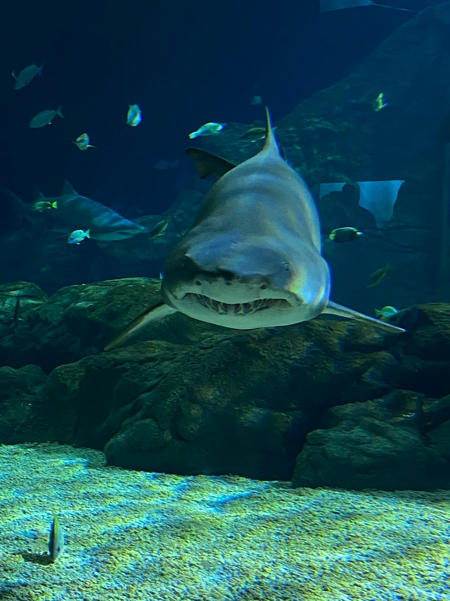 kim jung eun tweet media