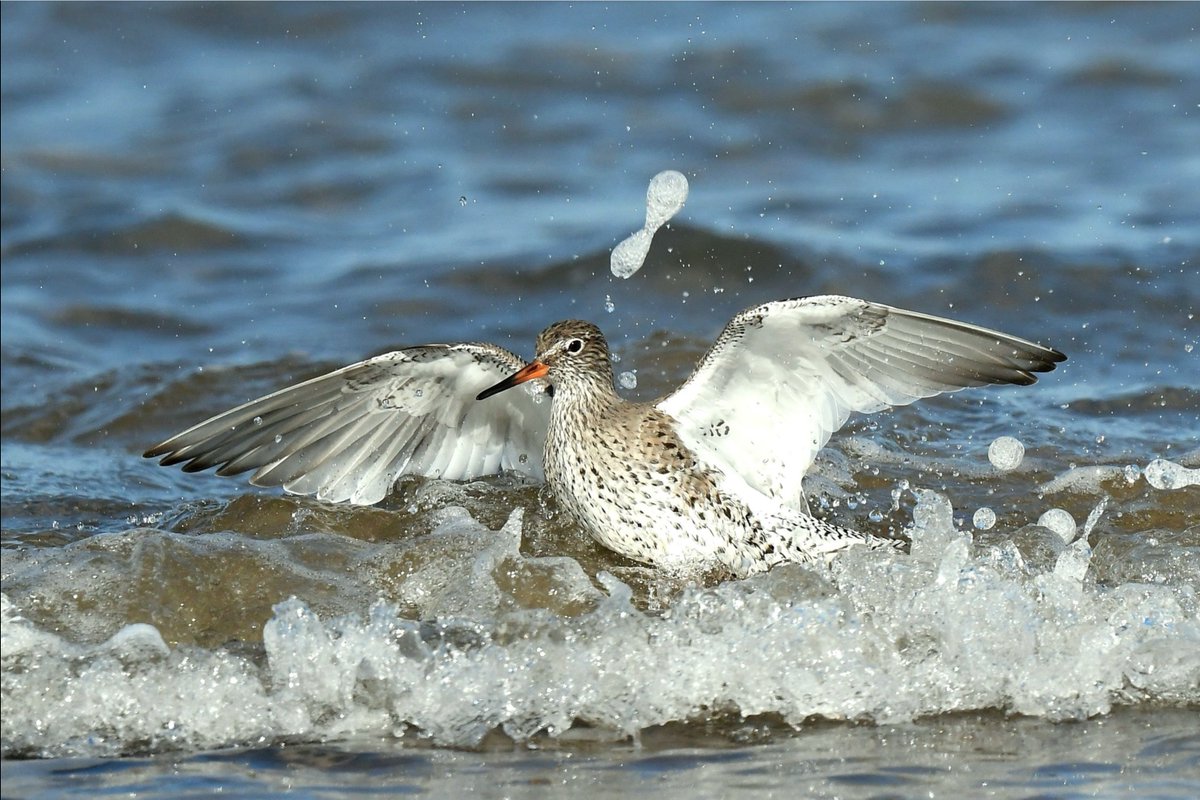 waderquest's tweet image. Common Redshank, another amazing wader photo 
by © @damian_money  
Be #inspired by #waders or #shorebirds
facebook.com/photo?fbid=138…
