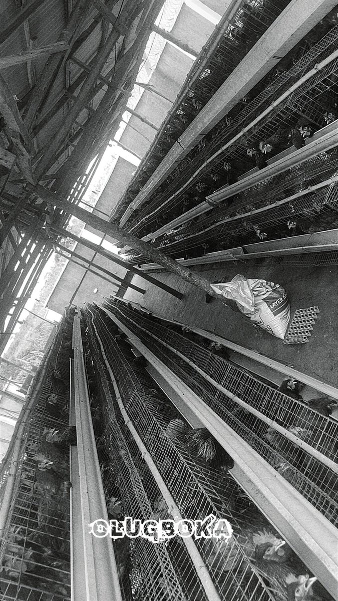 Tomiwaaa tweet media