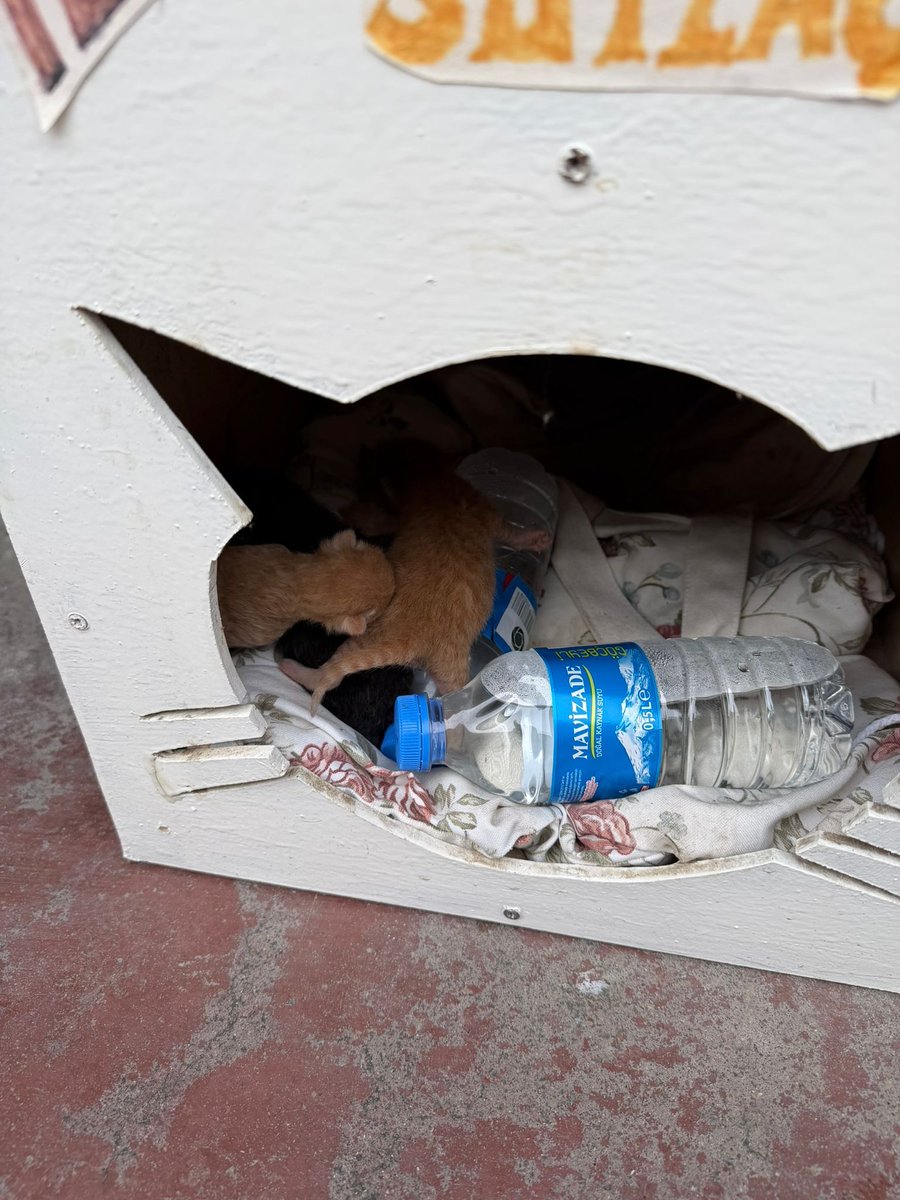 KARTAL

3 GÜNDÜR BU BEBEKLER AÇ VE SOKAKTA🚨🚨🚨ÖLMEK ÜZERELER

Arkadaşlar merhaba yeni doğmuş 5 yavru var anne bırakıp gitmiş süt anne bulabilirmiyiz?
+90535 627 02 10