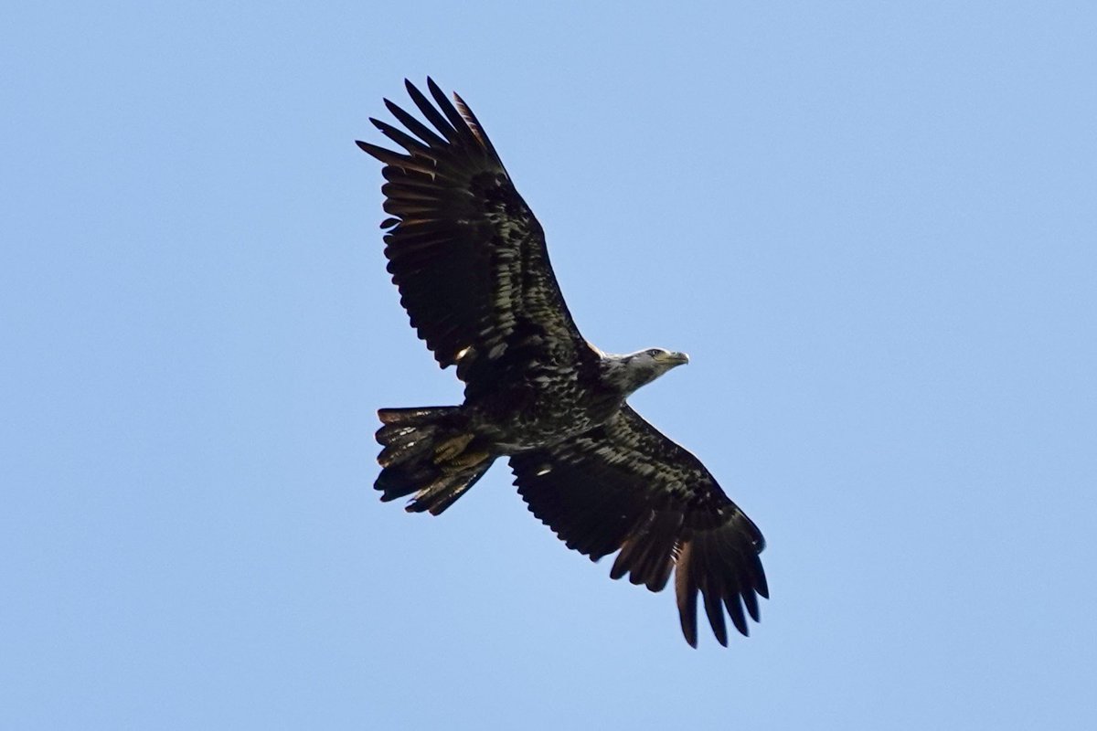 gigpalileo's tweet image. Bald Eagle over East River 
East 90th Street  , around. noon today 
#birdcpp
#birding
#birdwatching