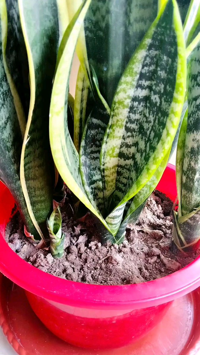 Ricardo Tovar tweet media