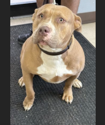 Hollywood Dogs tweet media