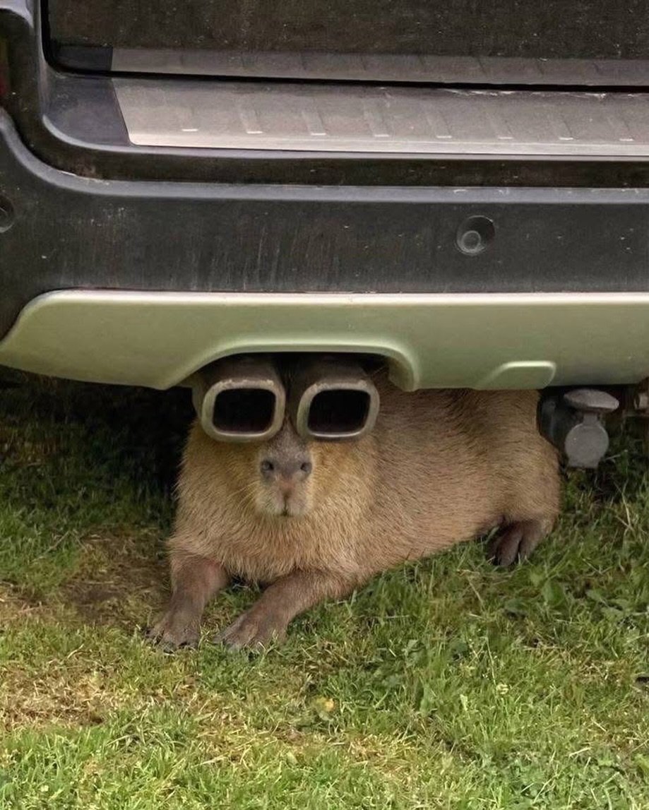 xのカピバラ tweet media