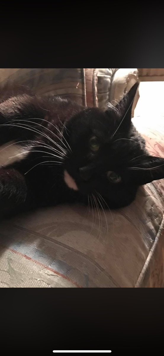 My sweet Shamu about 10 years ago 🐈‍⬛
#FlashbackFriday 
#CatsOfTwitter