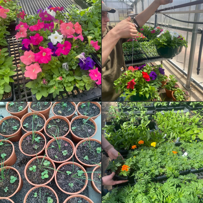 cdcmorrisonmn's tweet image. Make plans to head to the #RoyaltonMN Schools FFA &amp;amp; Ag Dept's #PlantSale!
Open:
- Friday, May 8, 3-5 pm
- Saturday, May 9, 10am-2pm
- Sunday, May 10, 10am-2pm
- Friday, May 15, 3pm-5pm
- Saturday, May 16, 10am-2pm
facebook.com/share/p/1DoYJb…
#MorrisonCounty