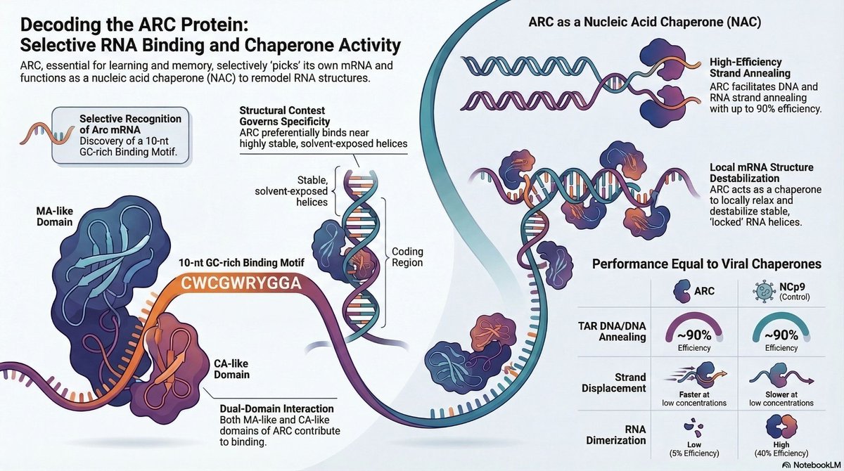 KPWlab's tweet photo. Here’s a quick visual summary of the main findings from our ARC paper, published in Nucleic Acids Research 👇
If you’d like to read more, the full paper is here:
https://t.co/oflgfyqRCP https://t.co/11xGTxQD02