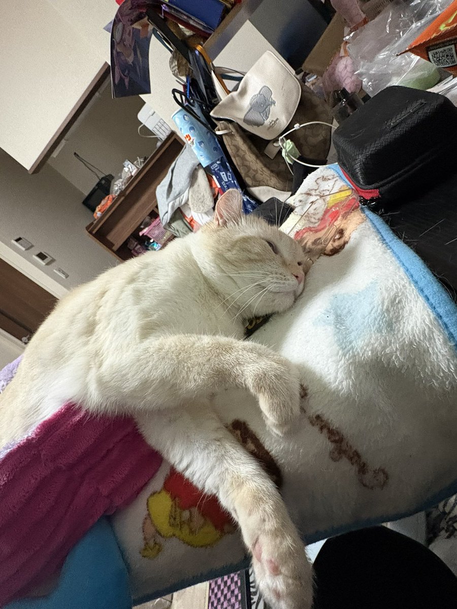 おきたさん tweet media