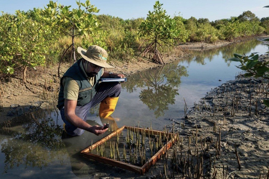WetTribe's tweet image. Our mangrove restorations focus on restoring natural tidal flows in addition to replanting seedlings. Successful projects in Florida resulted in stable coastlines, improved biodiversity, natural regeneration, and sequestered carbon. #FridayFieldUpdate