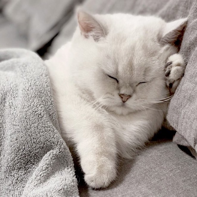 fetti.fae.໒꒱ tweet media