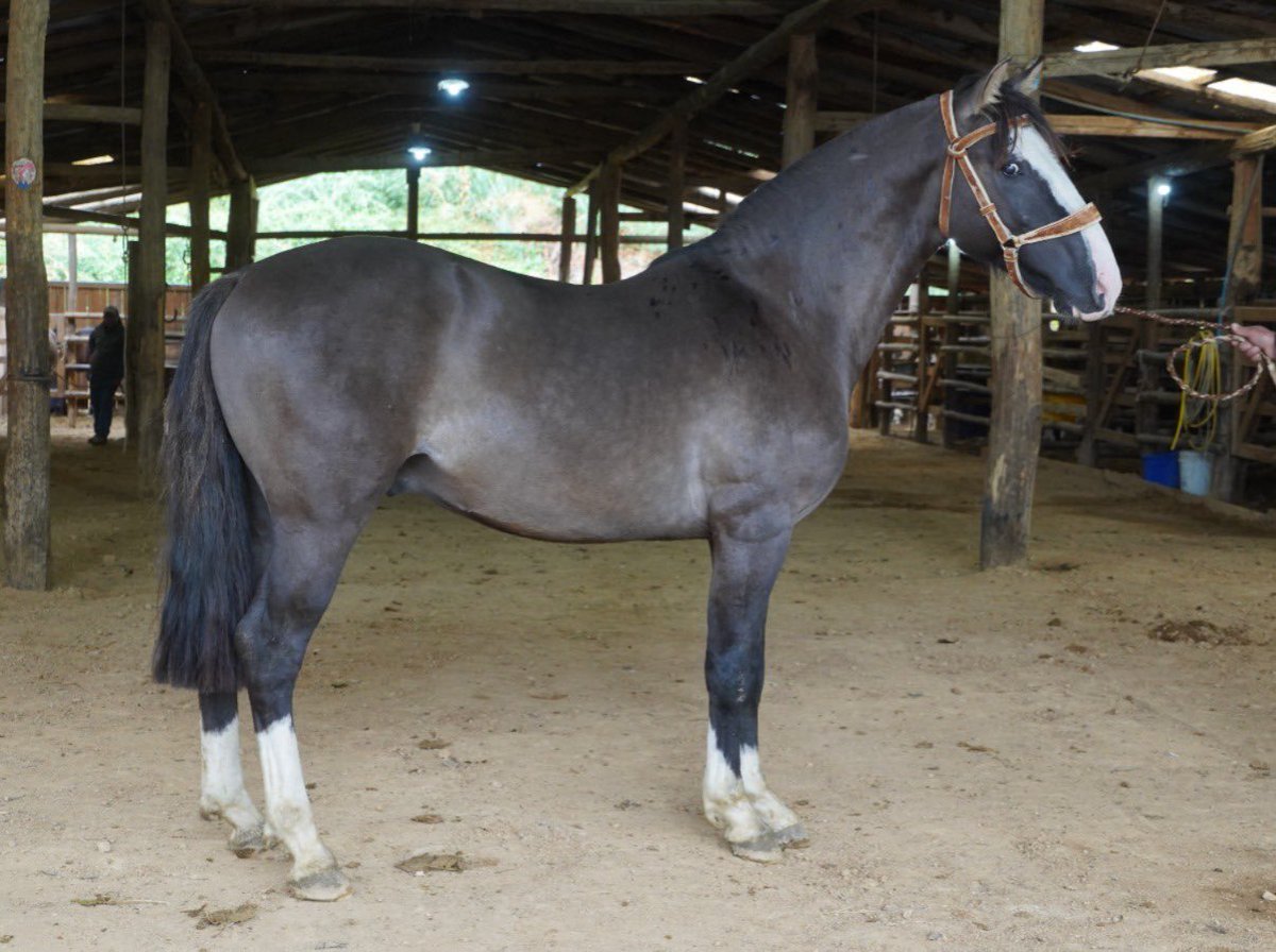 Alberto Cardemil Herrera tweet media