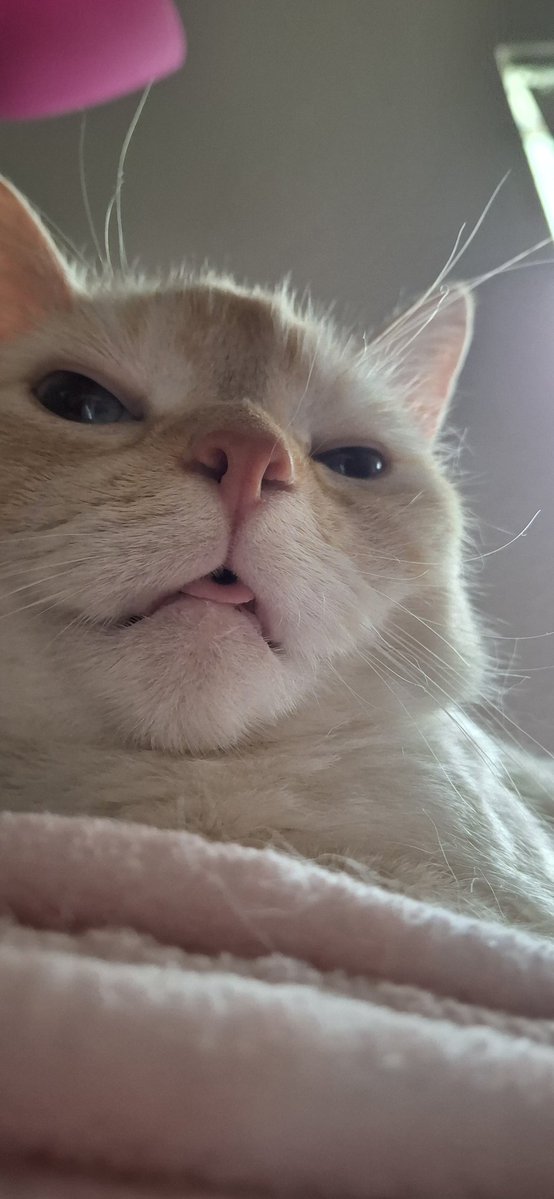 baby dog tweet media