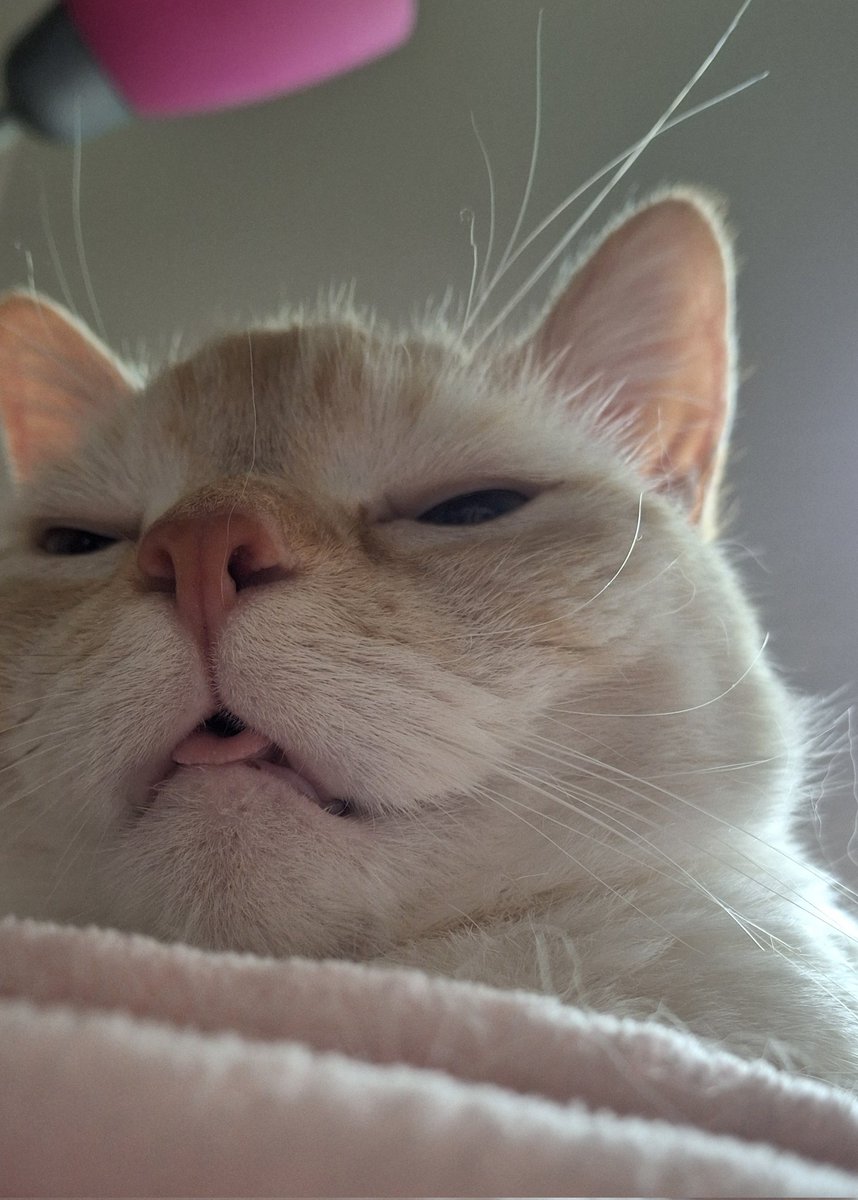 baby dog tweet media