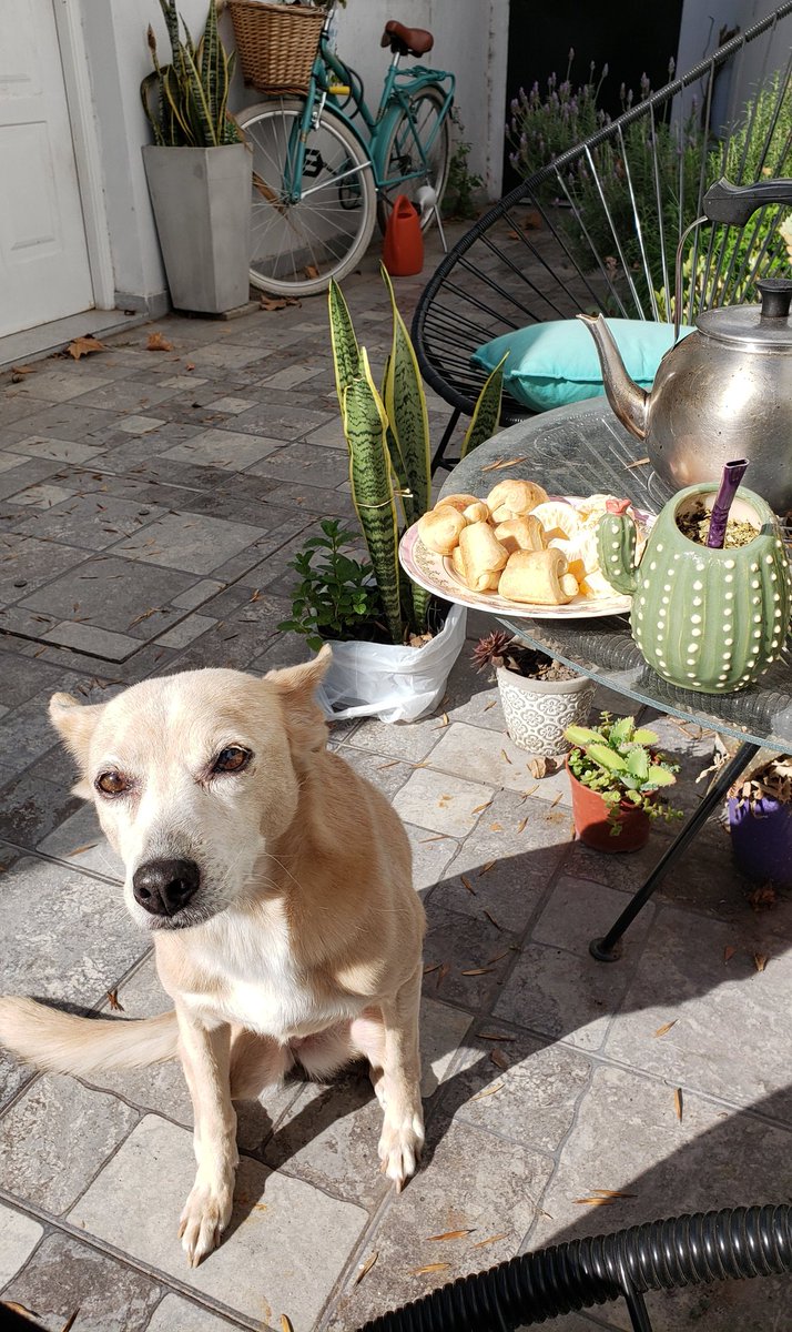 Rocío👑 tweet media