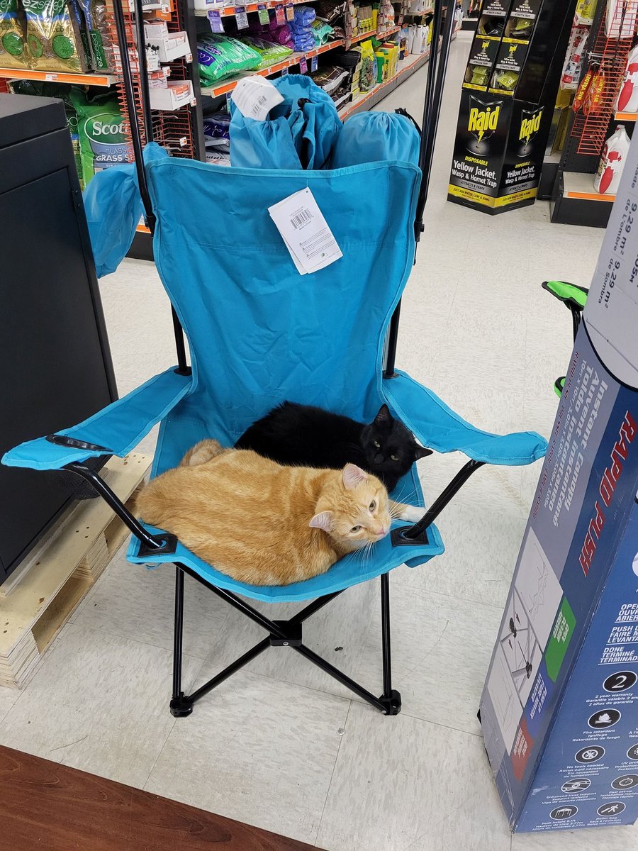 cats with jobs 🛠 tweet media