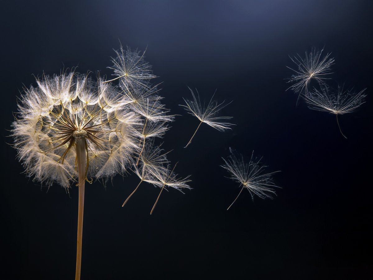 WillCoForests's tweet image. Fun Fact Friday: Dandelions actually help your yard! Their deep roots loosen compacted soil, improving aeration and reducing erosion.

📸: Shutterstock

#Dandelion #WillCoForests #FunFactFriday