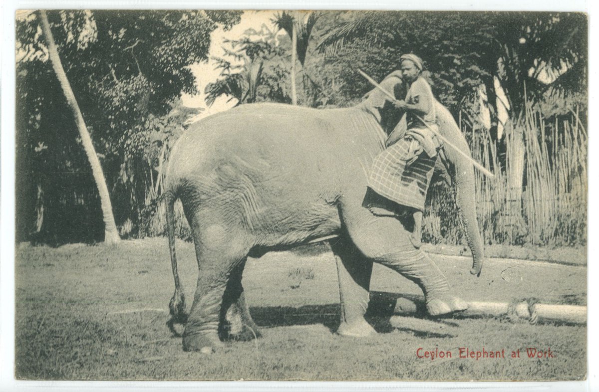 Theodore Roosevelt Center tweet media