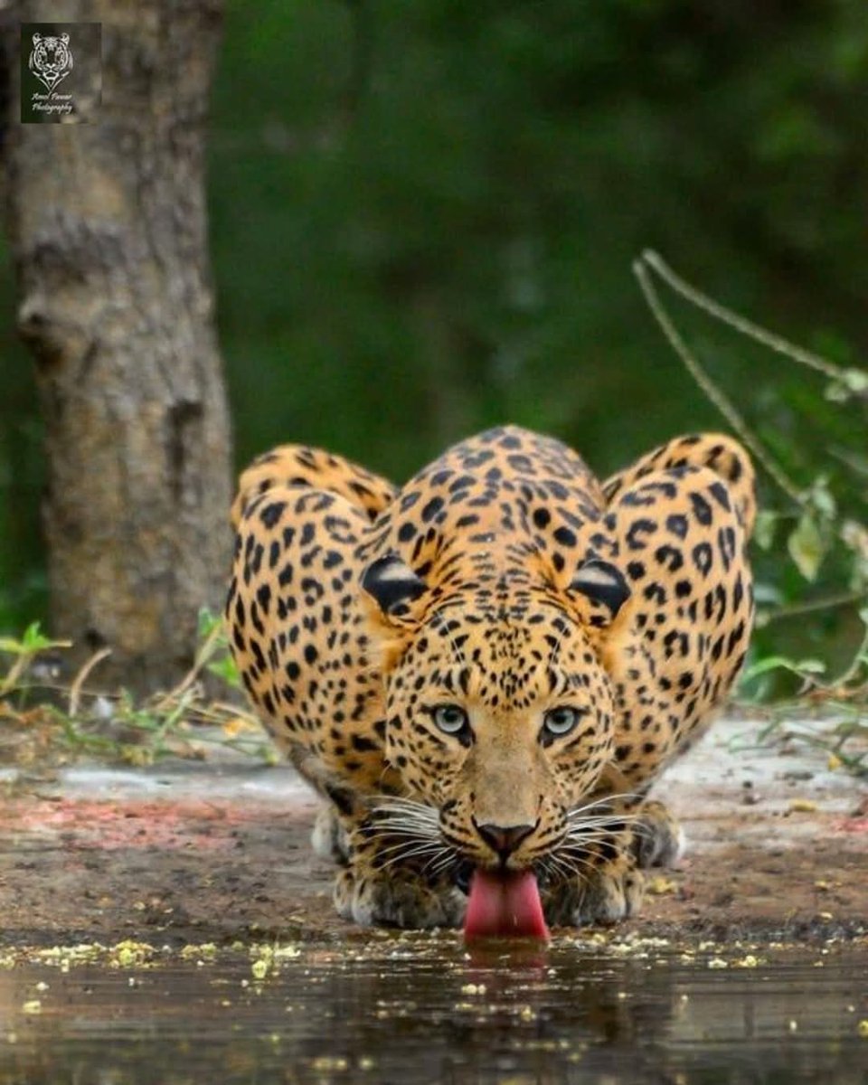 World's Amazing Things tweet media