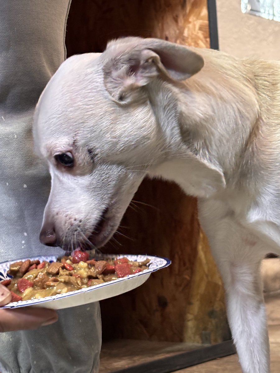 MaryFerGaRo's tweet photo. Ayuda @AlessandraRdlv @AlcCuauhtemocMx para encontrar a los familiares de este perrito, tiene las patitas lastimadas no se sabe si lo atropellaron. Fue encontrado en manuel María contreras 115 y está resguardado en Fit Corner Fitness Center en la colonia san Rafael https://t.co/j90BODkQmi