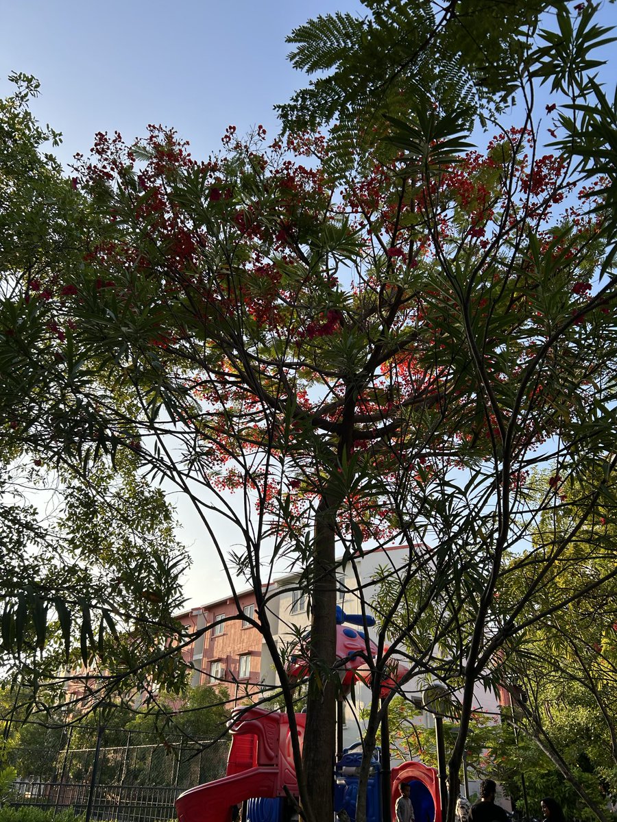 Houses with shared neighborhood gardens and children’s play areas in between, free from traffic, should be made mandatory in building codes. 

#Hulhumale’ #wellbeing #livability