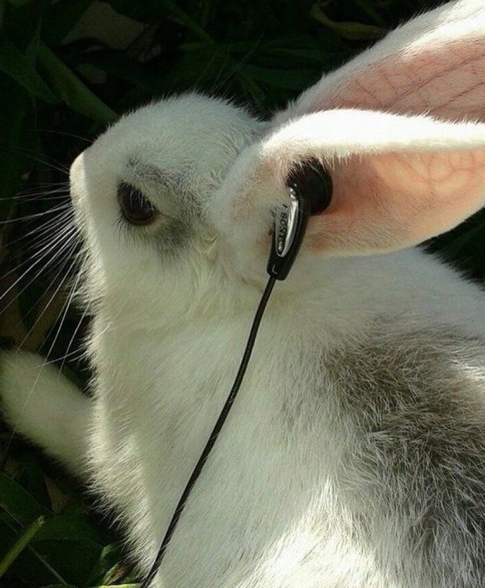 bnu 🐇👽 tweet media