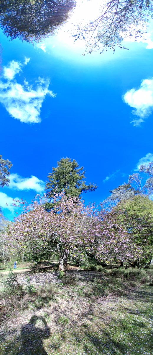afewmilesmore's tweet image. A couple of vertos in the sunshine at the Blackwater Arboretum in the #NewForest this afternoon, taken for this week's @PanoPhotos theme.