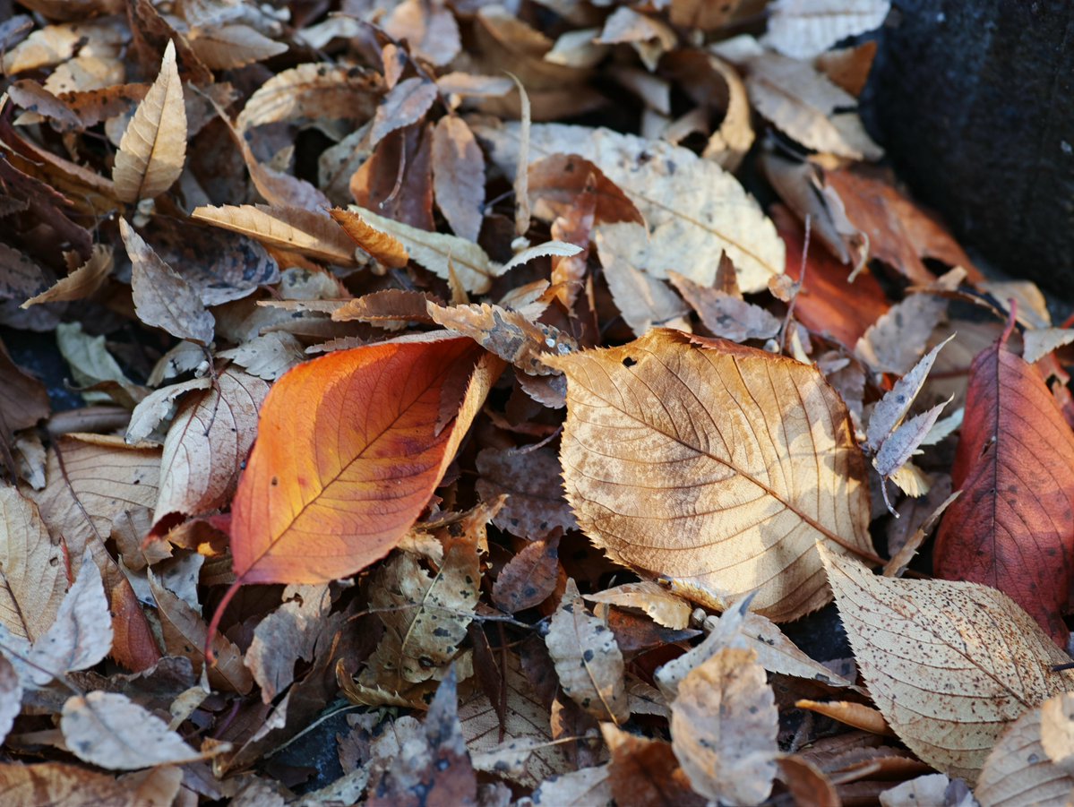 Take_Kuroki's tweet image. Good morning everyone! Hope you all have a peaceful day🍀

.
My Photo Gallery.
wirestock.io/take.j 

#nature #NaturePhotography #Photography