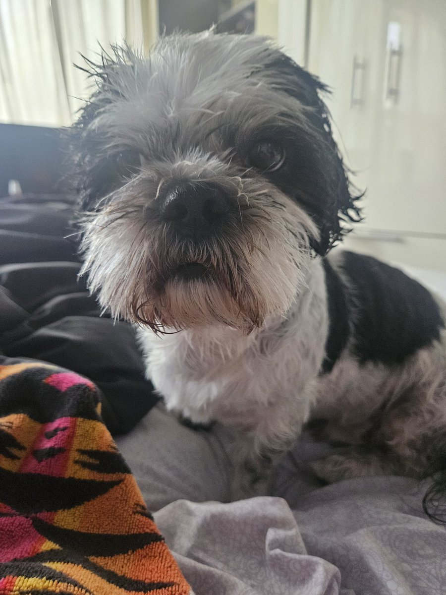 squeeky clean MooDoo 🛁🧼🐾🐶
#HappyFriday