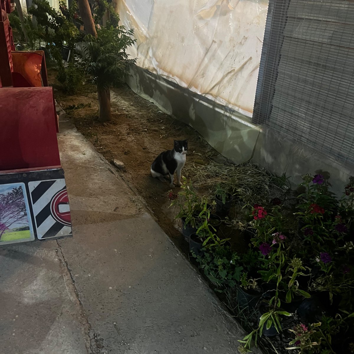 Party poison sonic tweet media