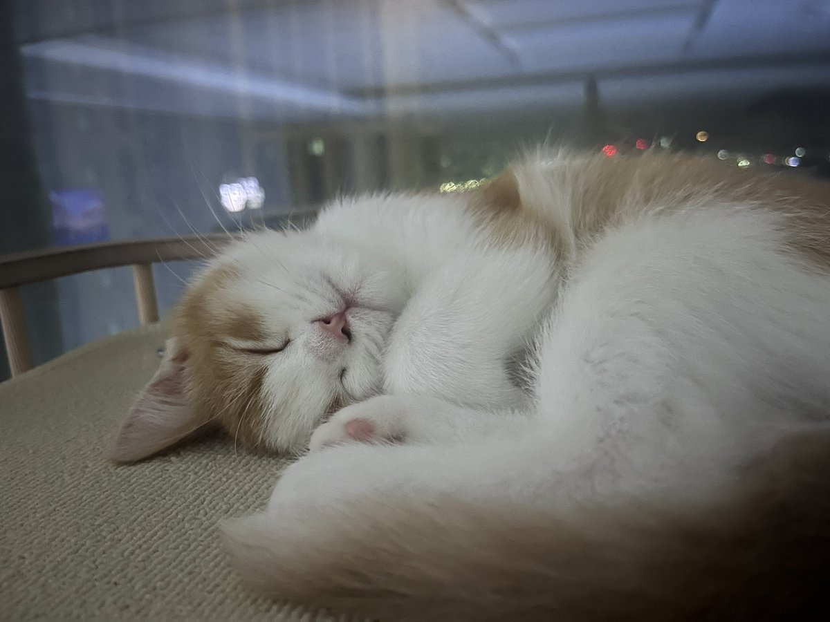 이대못가면죽는병걸림 tweet media