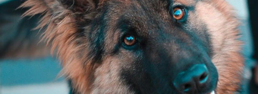 MyPawAdvisor's tweet image. Is the FURminator good for German Shepherds? We tested it on our 78lb GSD for 8 weeks.
2 sessions a week, 15 mins each.
Result: 85% less shedding.
Our black sofa is finally black again 😅

Full review: mypawadvisor.com/blog/furminato…

#DogGrooming #GermanShepherd #PetCare