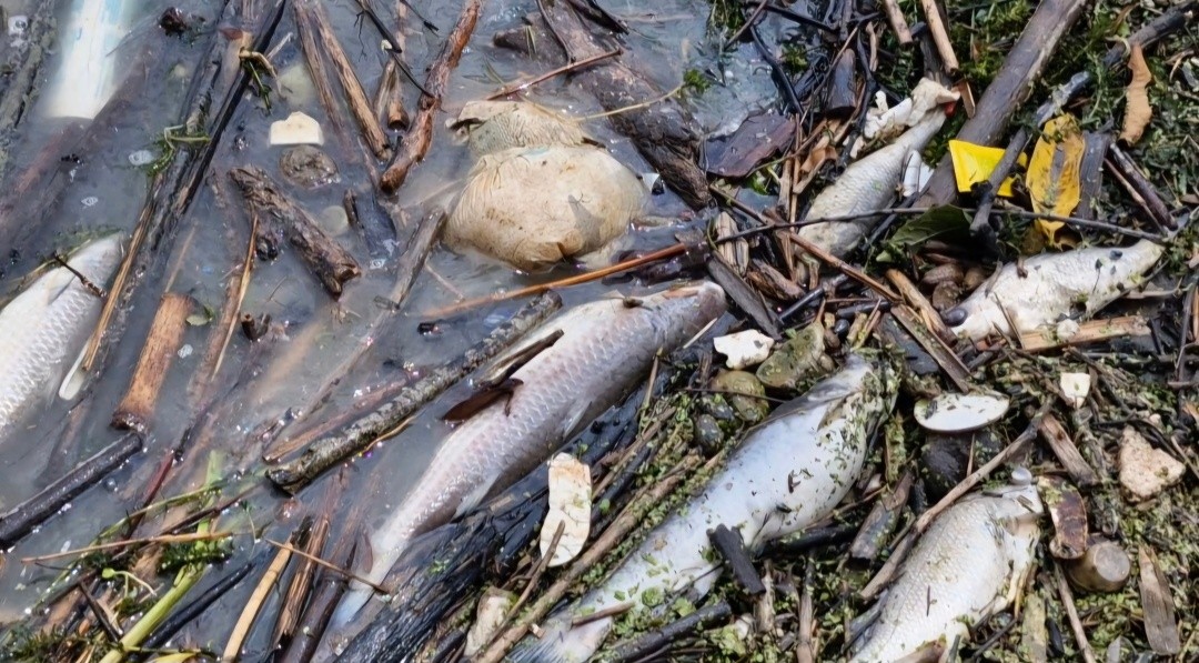 Manuel Lopez San Martin tweet media